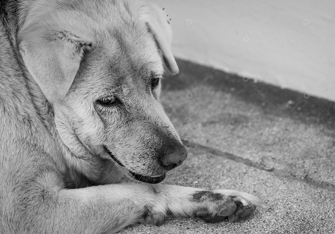 Cão triste closeup deitado no chão de concreto. Cachorro gordo entediado