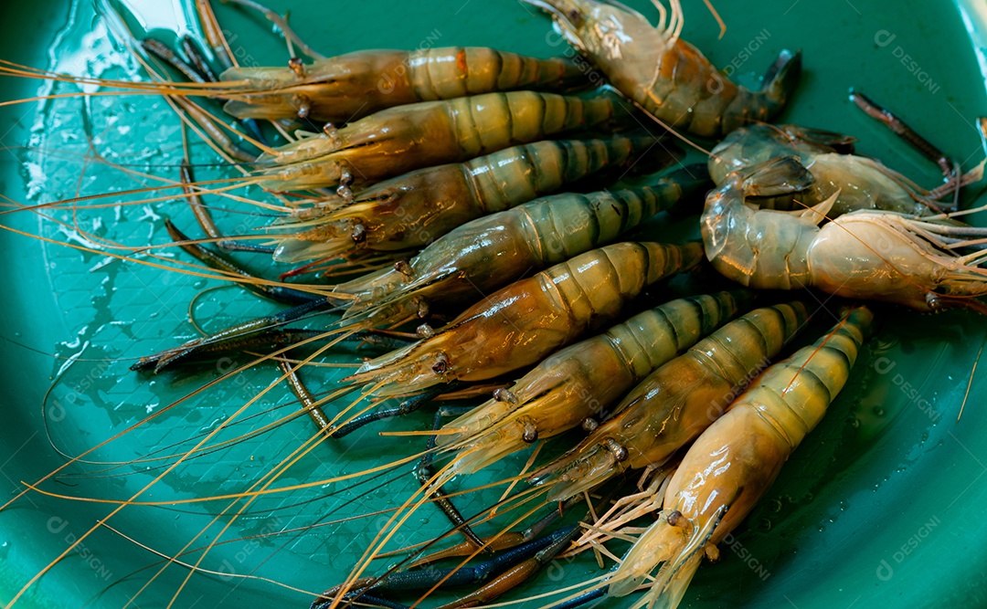 Camarões de água doce gigantes na bandeja de plástico verde.