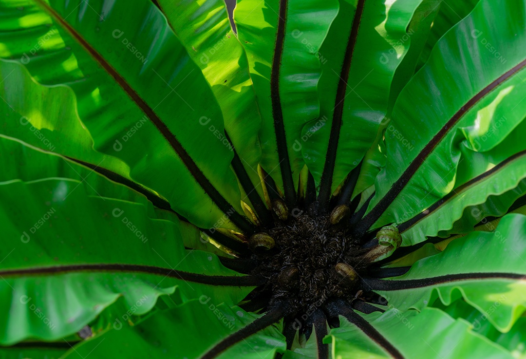 Folha de samambaia verde com luz solar. Fundo da natureza.