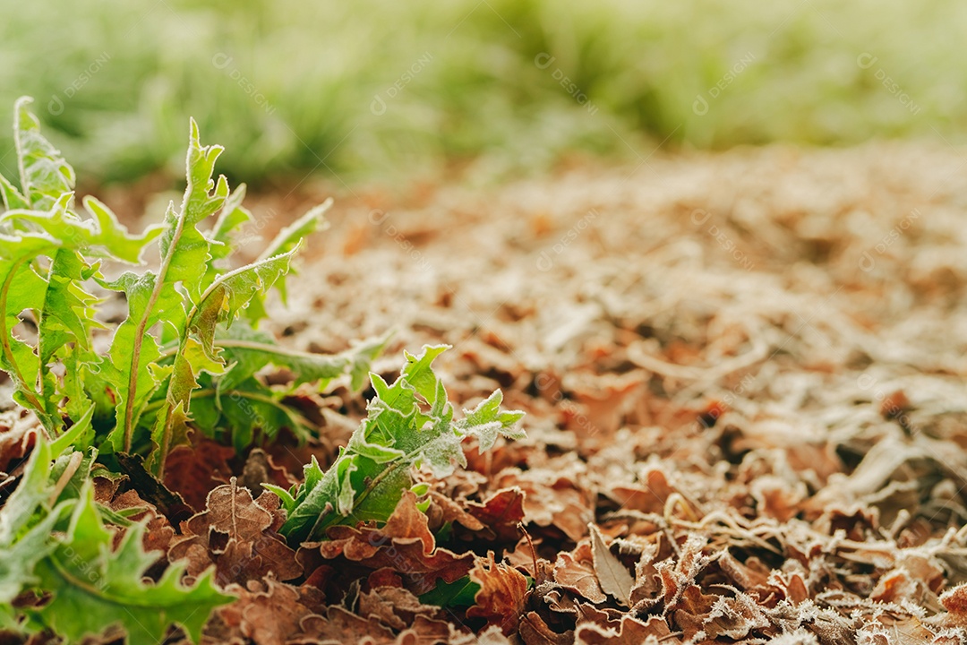 Folhas verdes geladas e folhas secas marrons com gelo no final do outono
