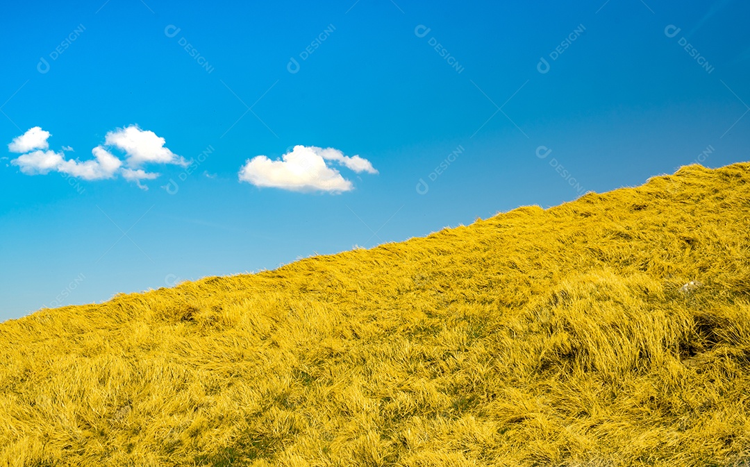 Grama amarela na fazenda com fundo de céu azul. Campo de grama