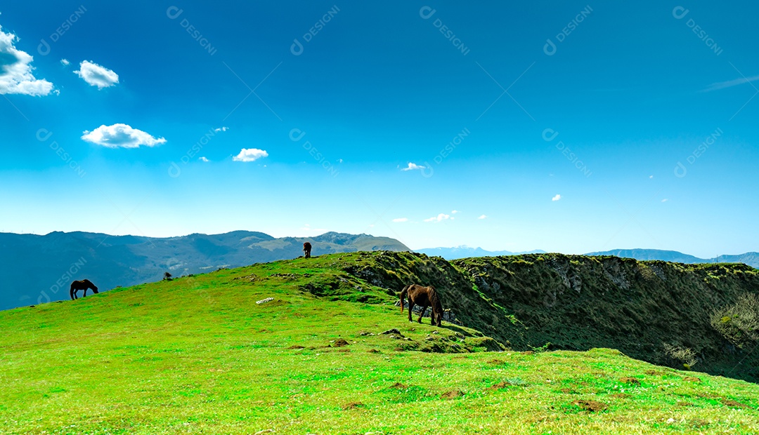 Manada de cavalos pastando na colina com lindo céu azul e branco