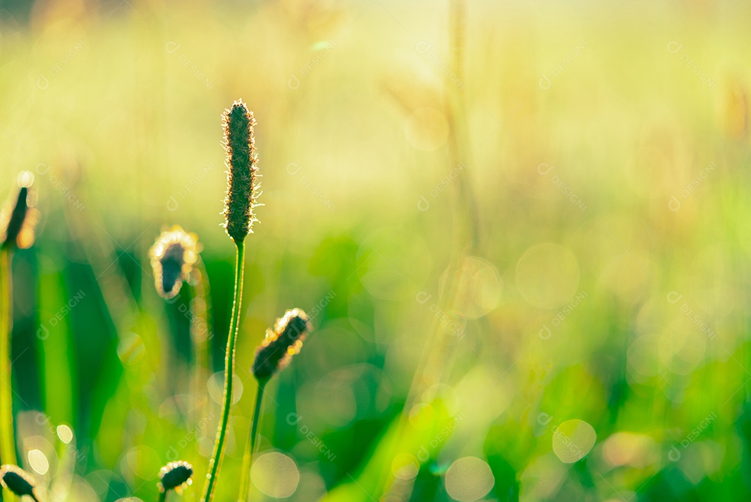 Flor de grama verde no início da manhã no jardim com sol.