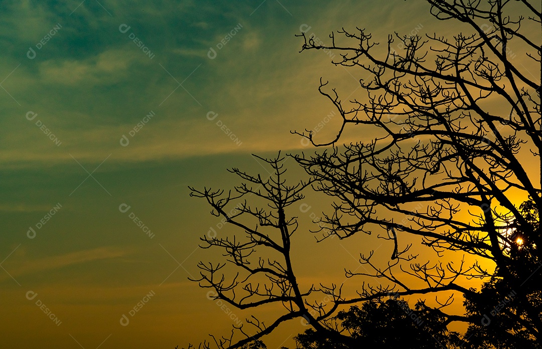 Silhueta de árvore morta no belo pôr do sol ou nascer do sol