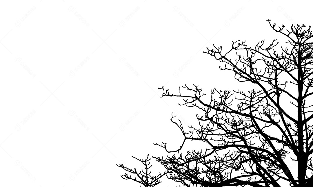 Árvore morta e galho isolado no fundo branco. galho preto