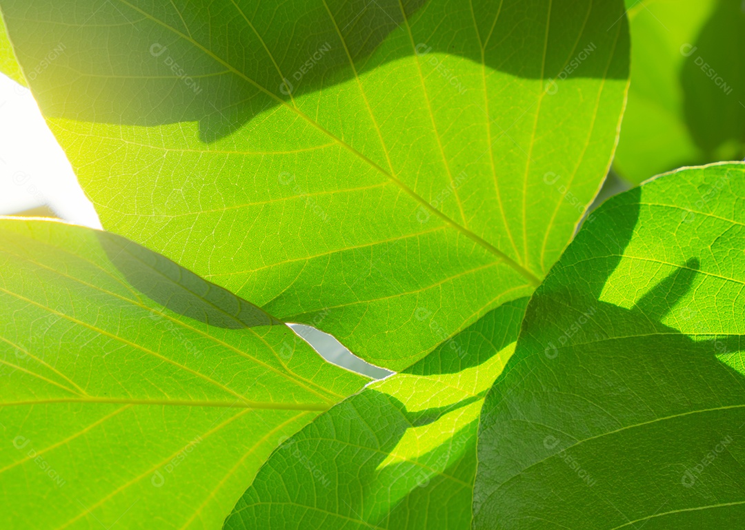 O verde do close up deixa a textura na manhã