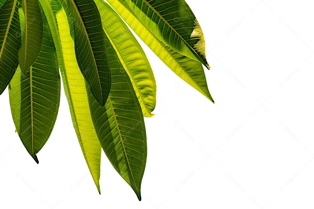 Folhas verdes isoladas no fundo branco para design de arte