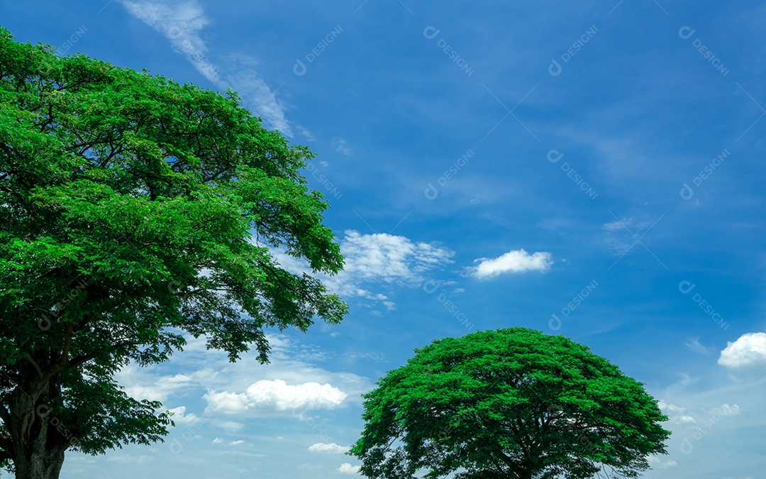 Árvore verde com galhos no céu azul e nuvens brancas. Grande árvore