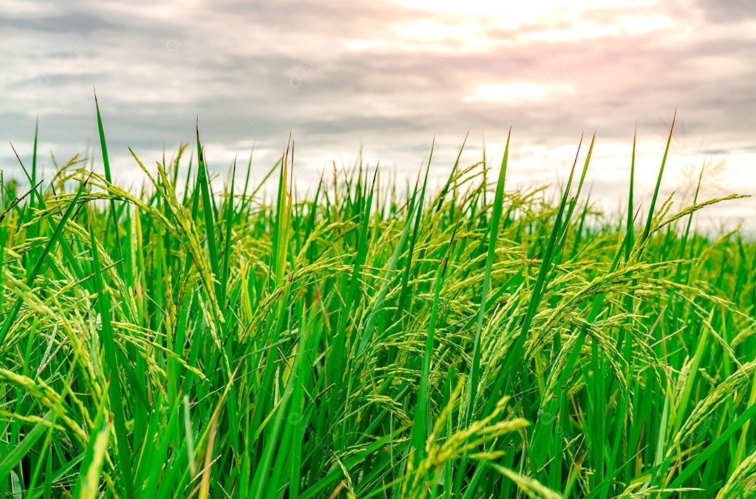 Arrozal verde. Plantação de arroz. Fa de arroz de jasmim orgânico