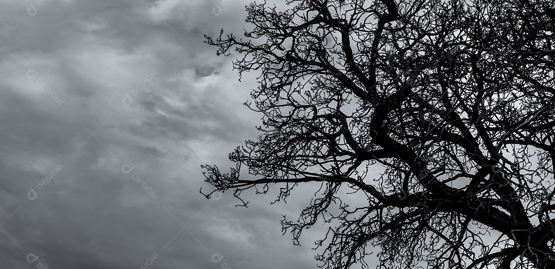 Mostre em silhueta a árvore morta e galho no céu escuro e nuvens.