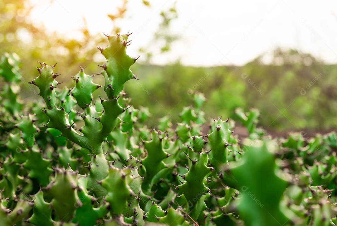 Árvore de cacto verde. Planta do deserto. Plantas suculentas de cactos.