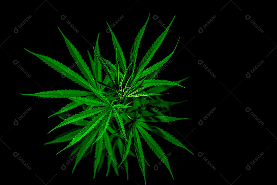 Planta de maconha. Cannabis sativa (Cânhamo) tem CBD. maconha (maconha)