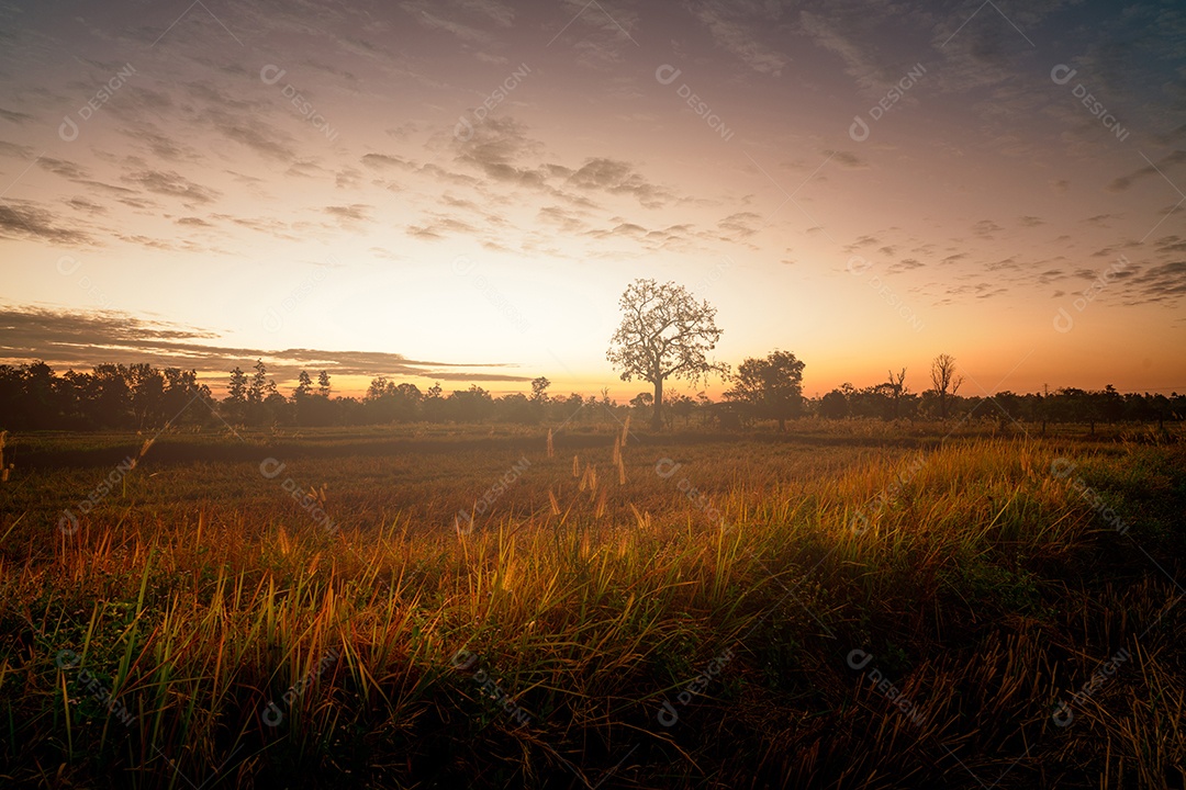 Paisagem do campo de fazenda de arroz com luz solar pela manhã.