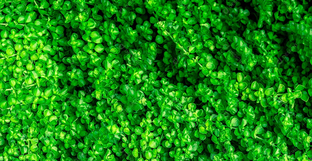 Pequenas folhas verdes textura de fundo com belo padrão.