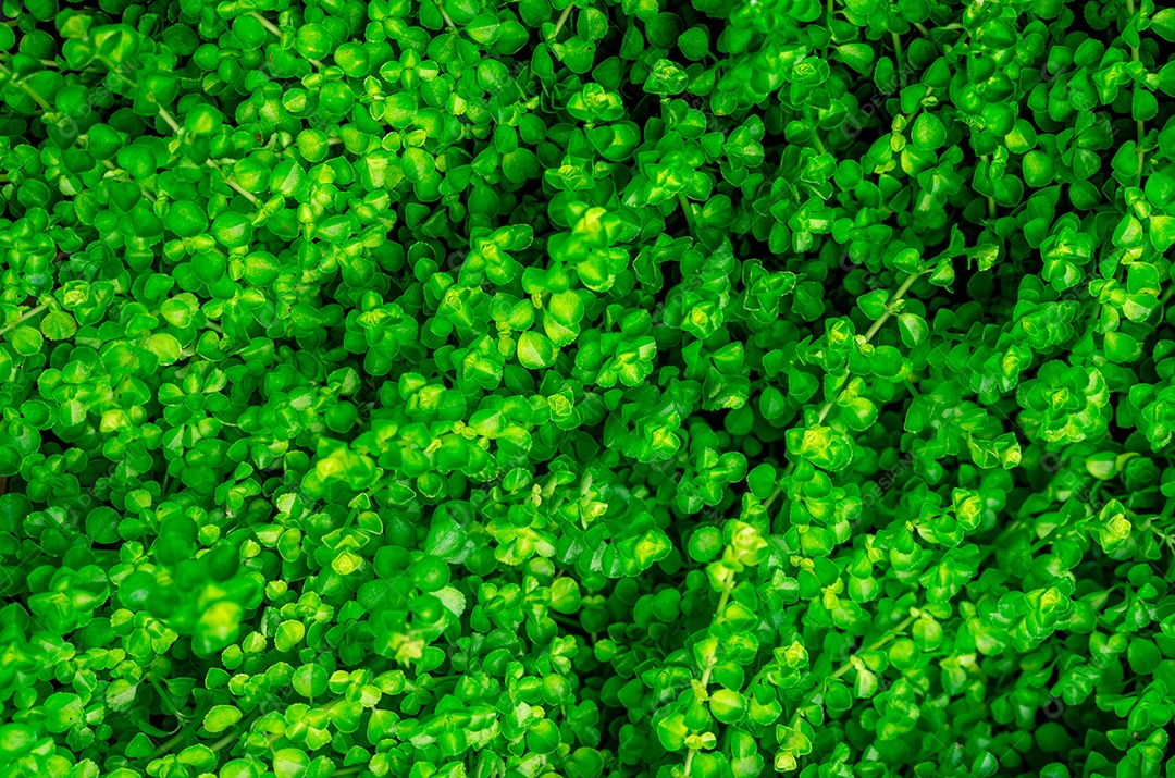 Pequenas folhas verdes textura de fundo com belo padrão.