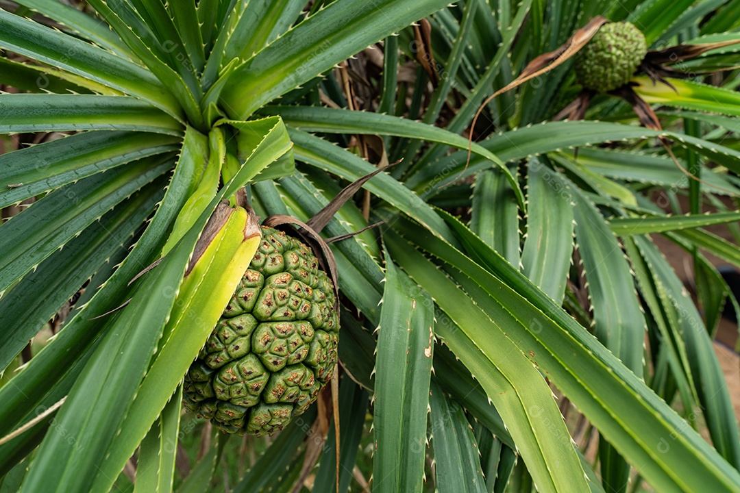 Árvore Pandanus tectorius e folhas verdes com fruta hala crua.