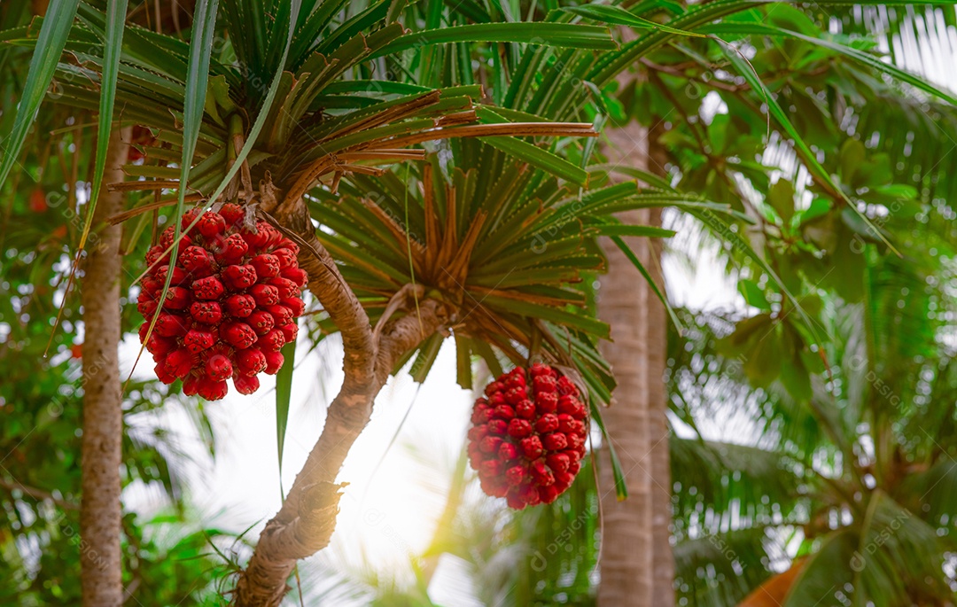 Árvore Pandanus tectorius com fruta hala madura em fundo desfocado