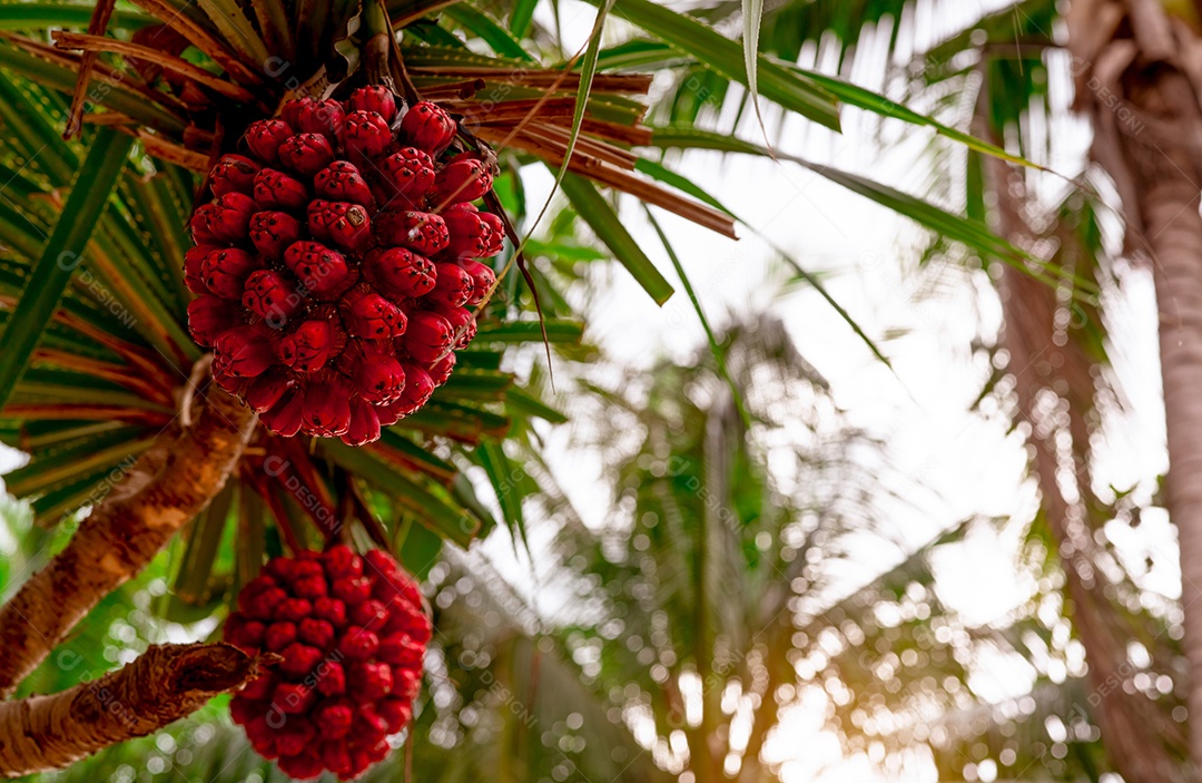 Árvore Pandanus tectorius com fruta hala madura em fundo desfocado