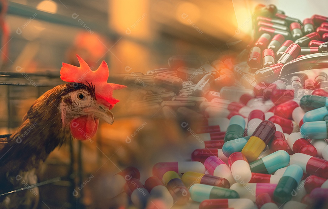Fazenda de galinhas com drogas antibióticas. Galinha poedeira em gaiolas.