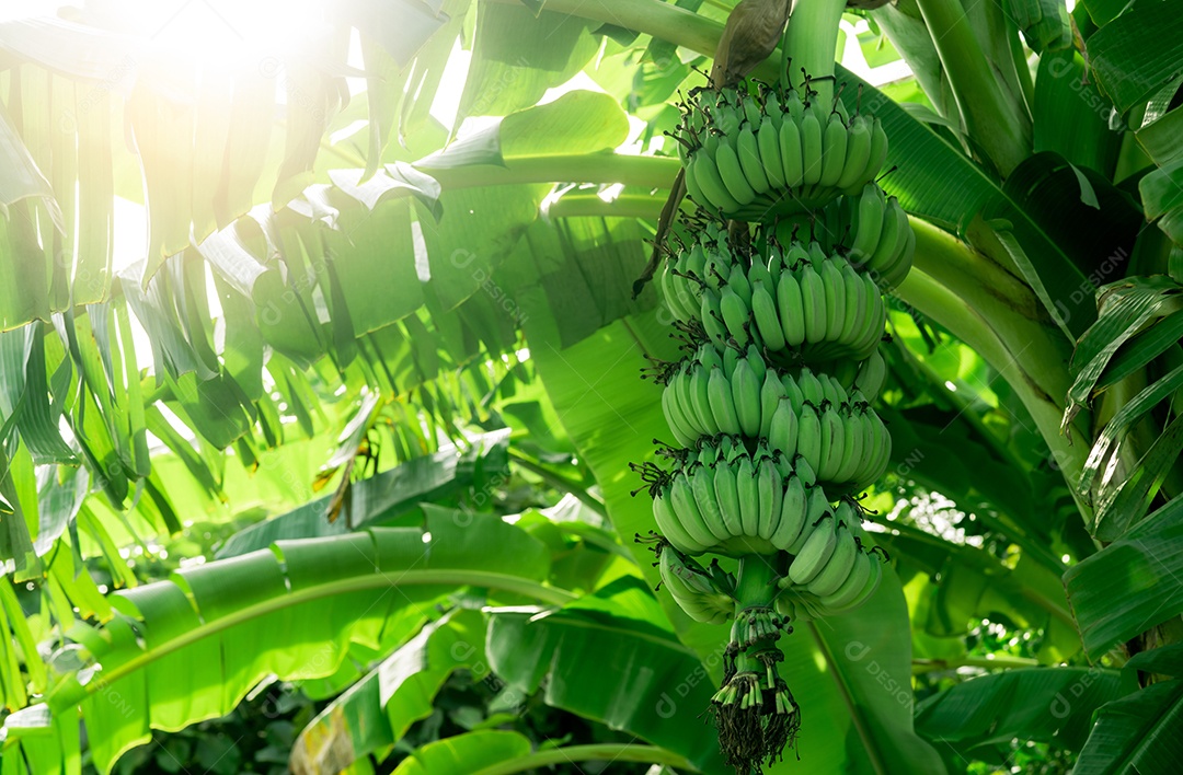 Bananeira com cacho de banana verde crua e banana verde