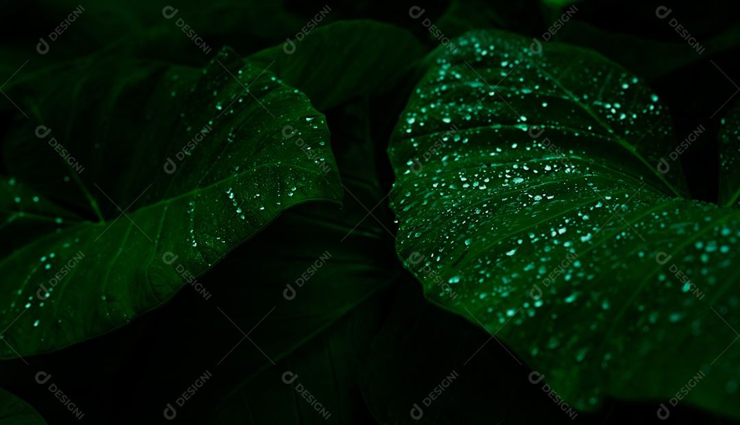 Folha verde com gota de chuva na selva. Gota de água nas folhas.
