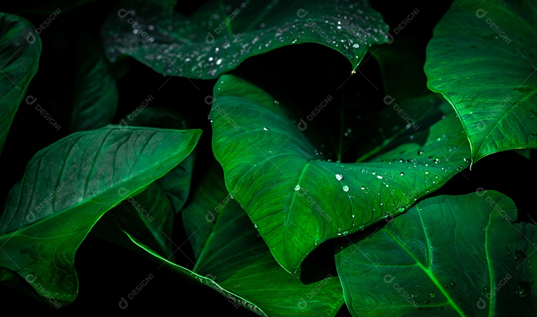 Folha verde com gota de chuva na selva. Gota de água nas folhas.