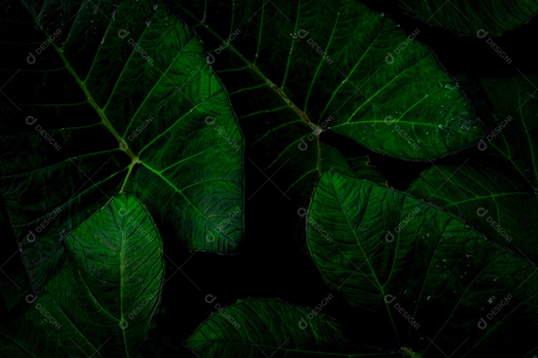 Folha verde com gota de chuva na selva. Gota de água nas folhas.