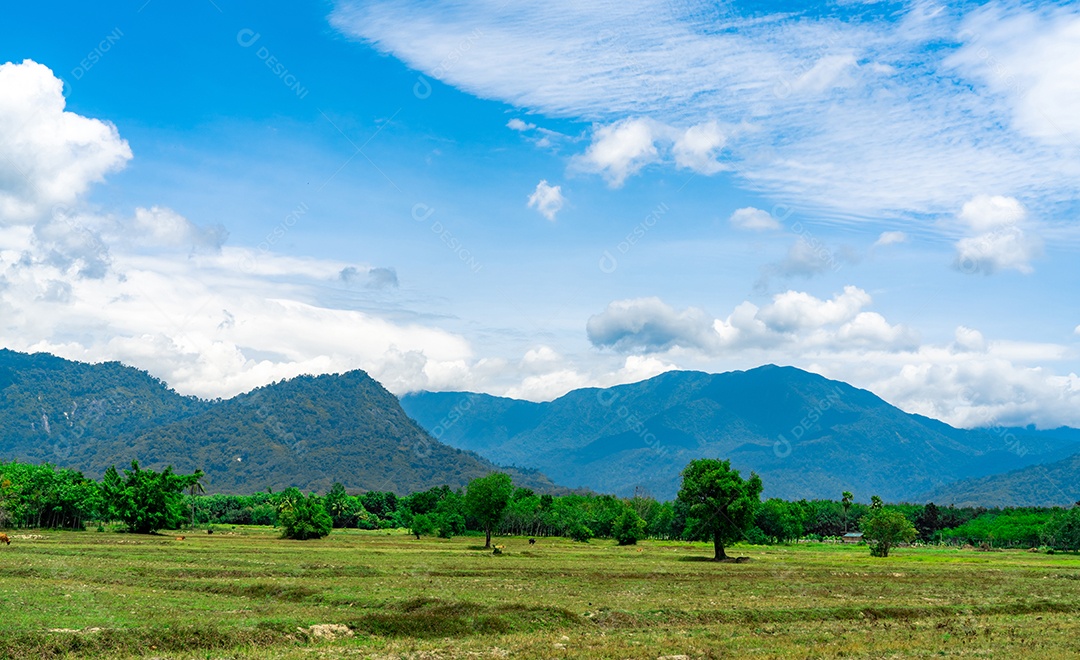 Terra de campo de arroz no verão. Paisagem do campo verde, montanha