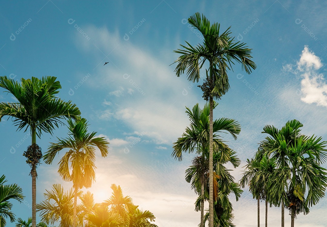 Palmeira noz-de-areca (Areca catechu). Palmeira de noz de betel