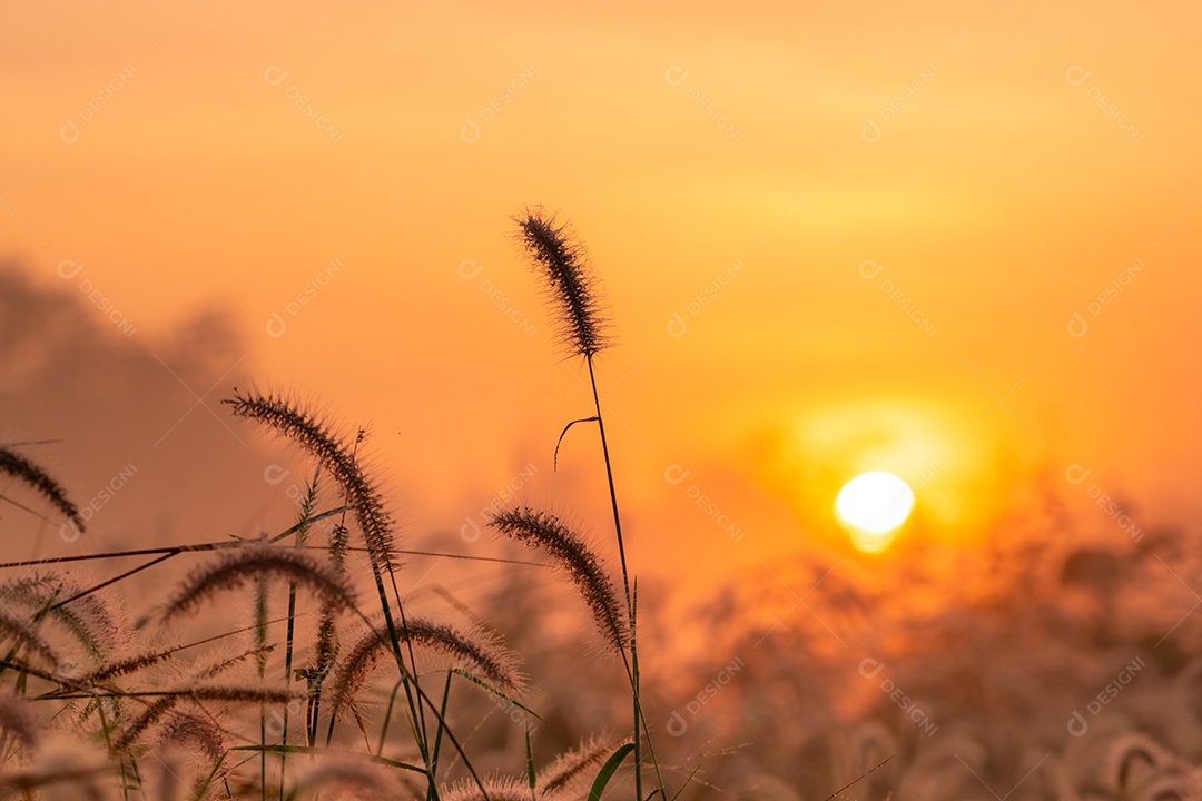 Flor de grama pela manhã ao nascer do sol com sol dourado.