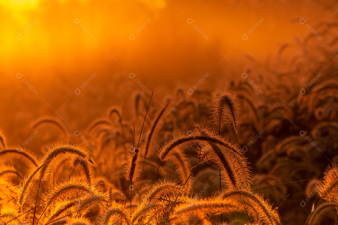 Flor de grama pela manhã ao nascer do sol com sol dourado.