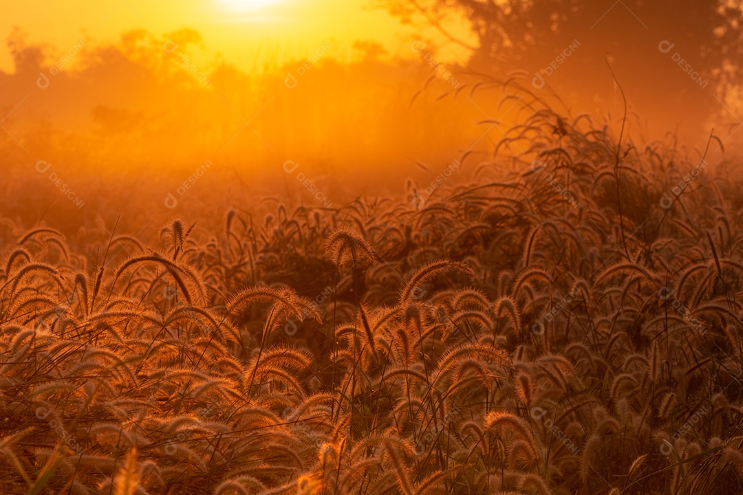 Flor de grama pela manhã ao nascer do sol com sol dourado.
