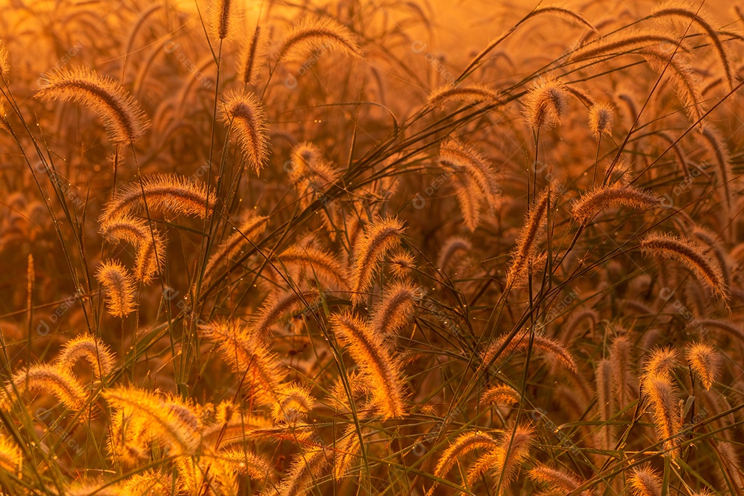 Flor de grama pela manhã ao nascer do sol com sol dourado.