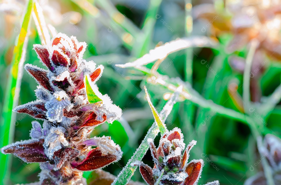 Flor roxa fosca pela manhã com luz solar.