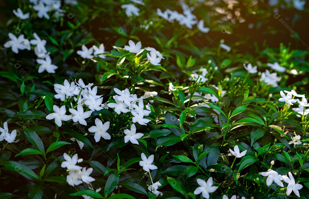 Gardenia Cape Jasmine (Gardenia jasminoides). flor branca