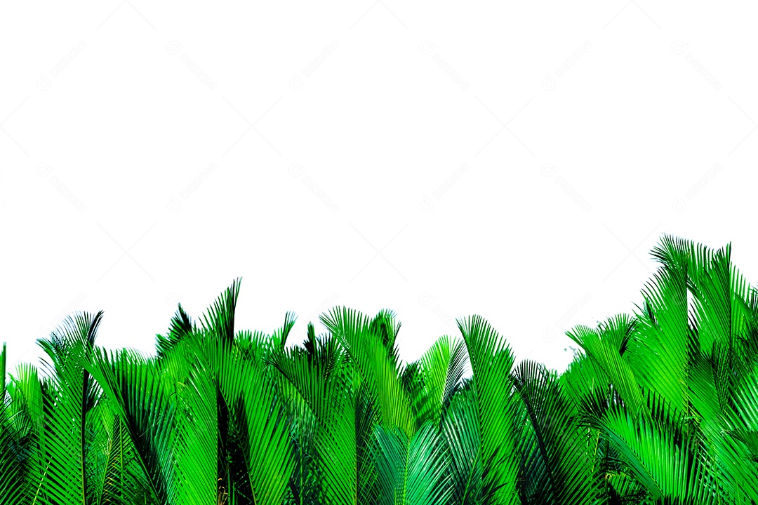 Folhas verdes de palmeira isoladas no fundo branco.