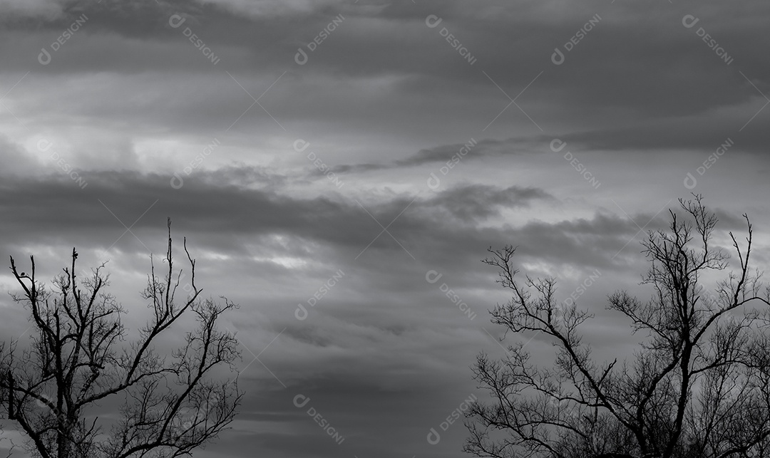 Silhueta árvore morta e galho no fundo do céu cinza.