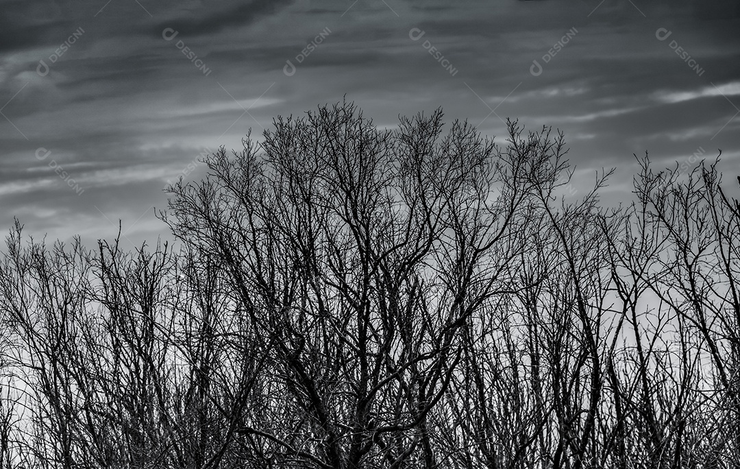Silhueta árvore morta e galho no fundo do céu cinza.