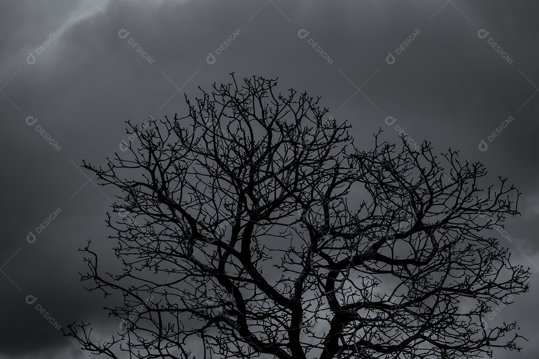 Silhueta árvore morta e galho no fundo do céu cinza.