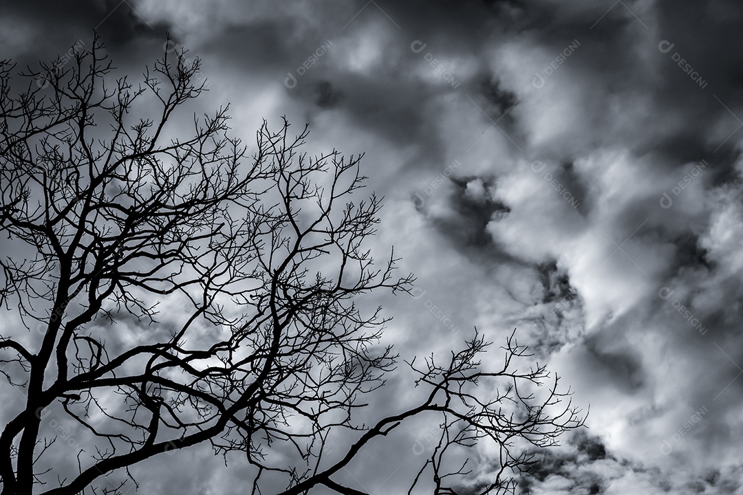 Mostre em silhueta a árvore morta no céu dramático escuro e no fundo das nuvens brancas
