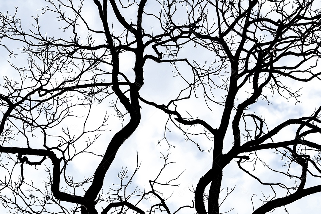 Mostre em silhueta a árvore morta no céu branco e fundo de nuvens para a morte