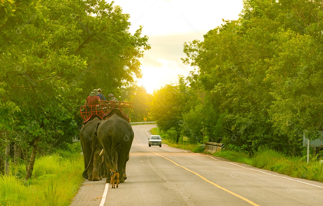Mahout de elefante com dois elefantes e cachorro andando no asfalto