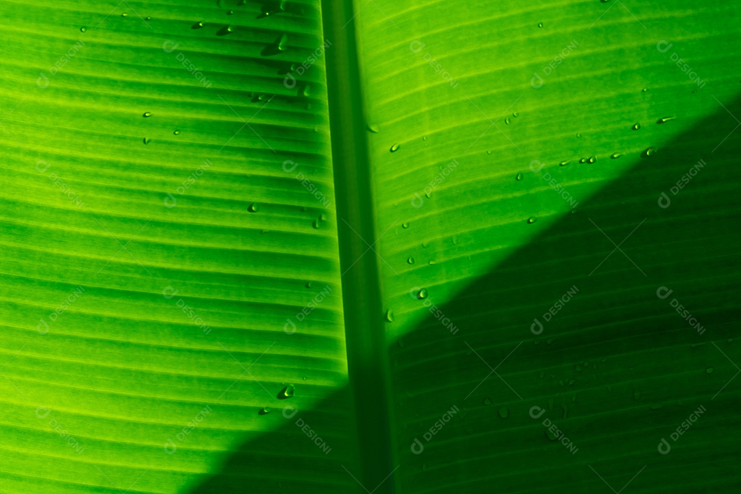 Closeup folha de bananeira fresca com gota de água. folha verde de bananeira