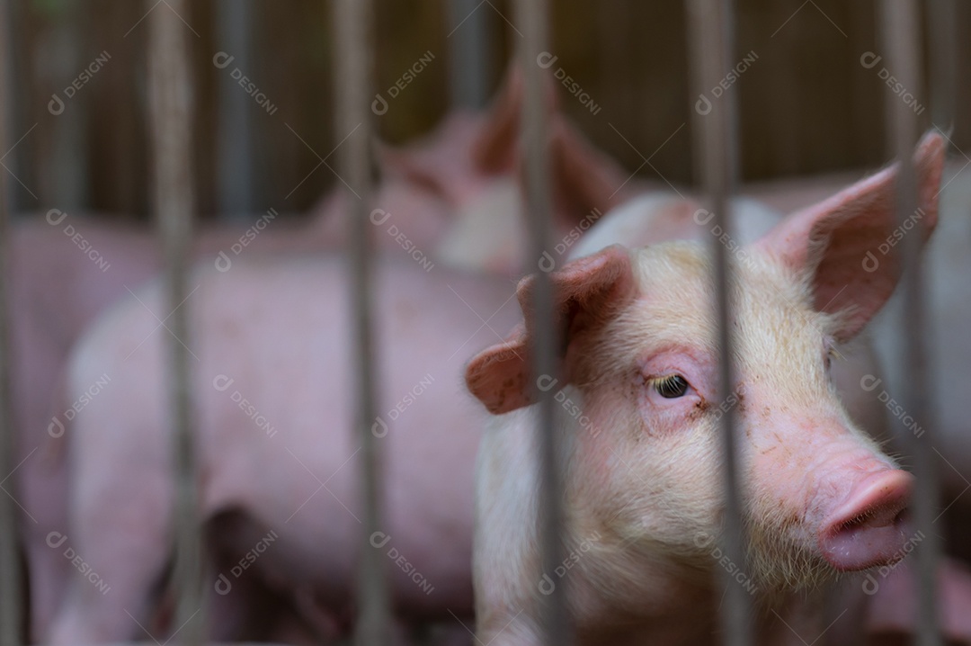 Lindo leitão na fazenda. Porco pequeno triste e saudável. pecuária