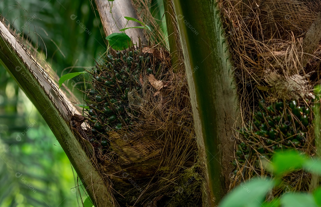 Frutos de óleo de palma closeup na fazenda. Agricultura de plantação de palma.