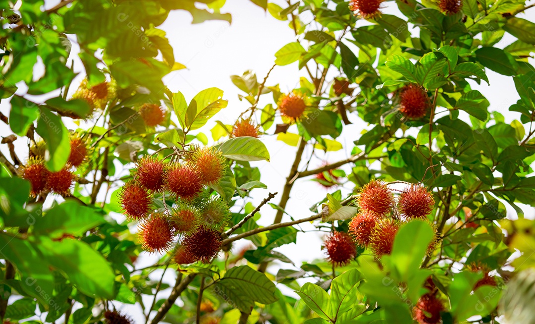 Rambutan maduro vermelho pendurado na árvore no jardim. pomar Rambutan