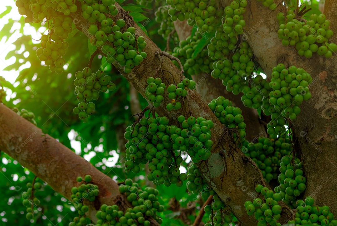 Cluster fig (Ficus racemosa) na floresta tropical. vista inferior