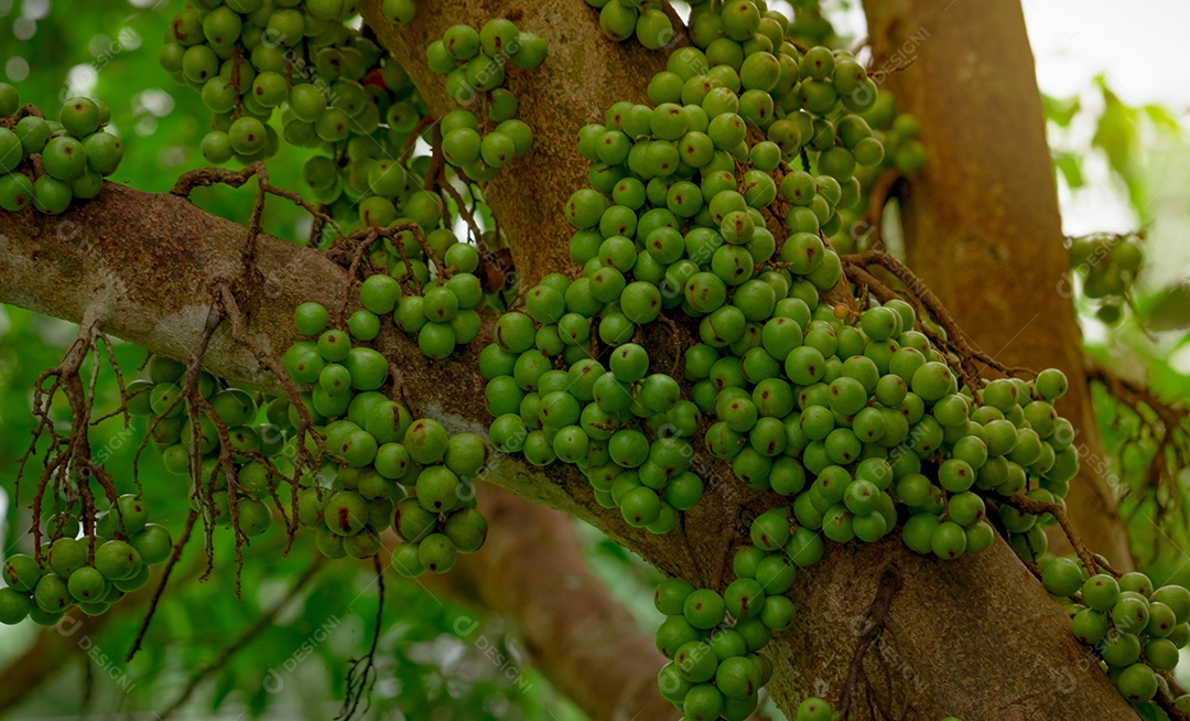 Cluster fig (Ficus racemosa) na floresta tropical. vista inferior