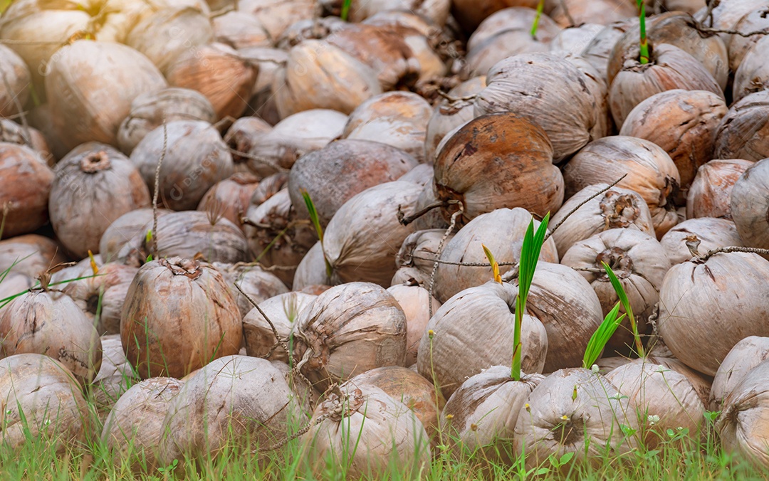 Pilha de planta de coco jovem. Broto de coqueiro
