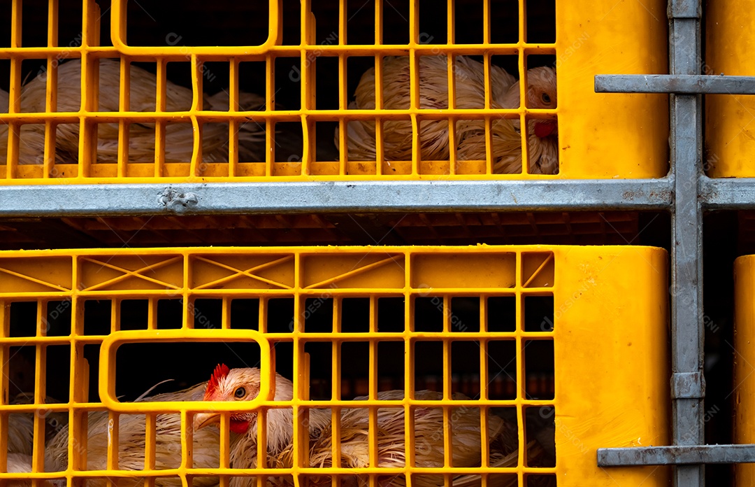 Transporte de frango por caminhão da fazenda de gado para a fábrica de alimentos.